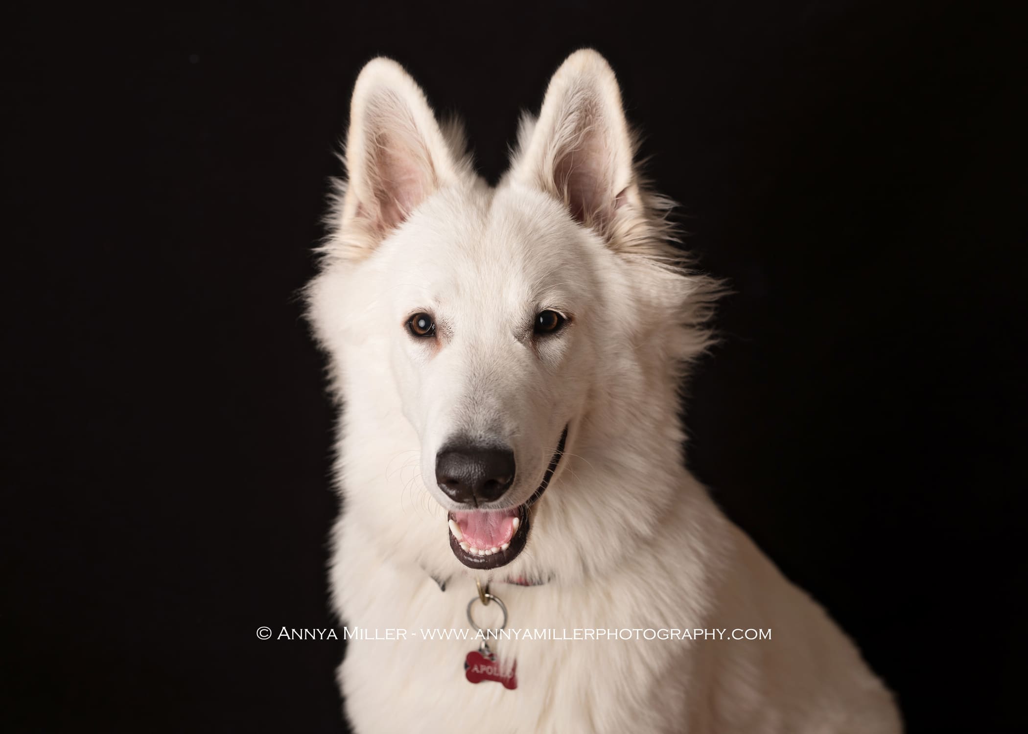 Portraits of a dog by Durham Region Pet Photographer Annya Miller 