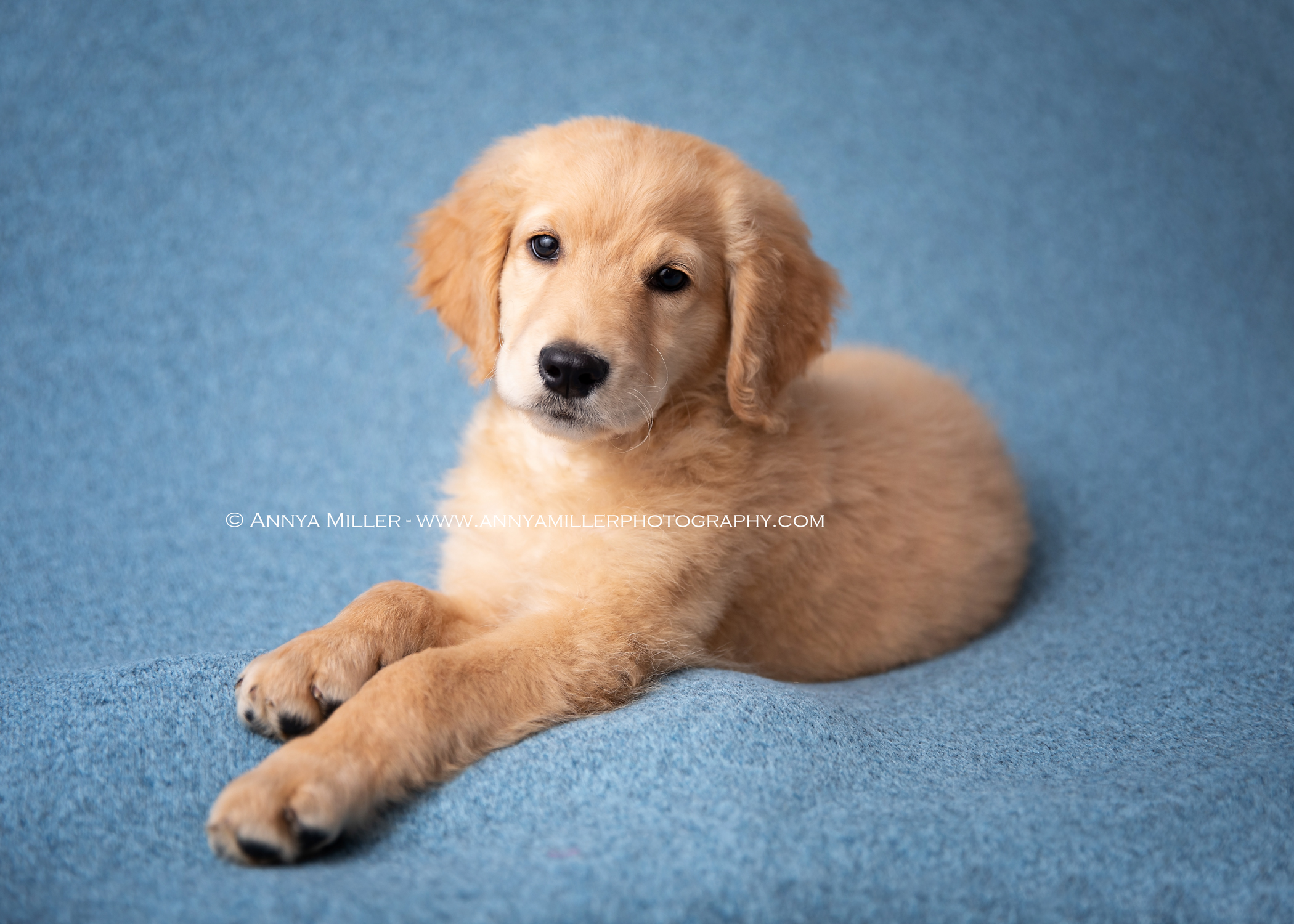 Portrait of goldendoodle puppy posing as a newborn by Pickering pet photographer Annya Miller