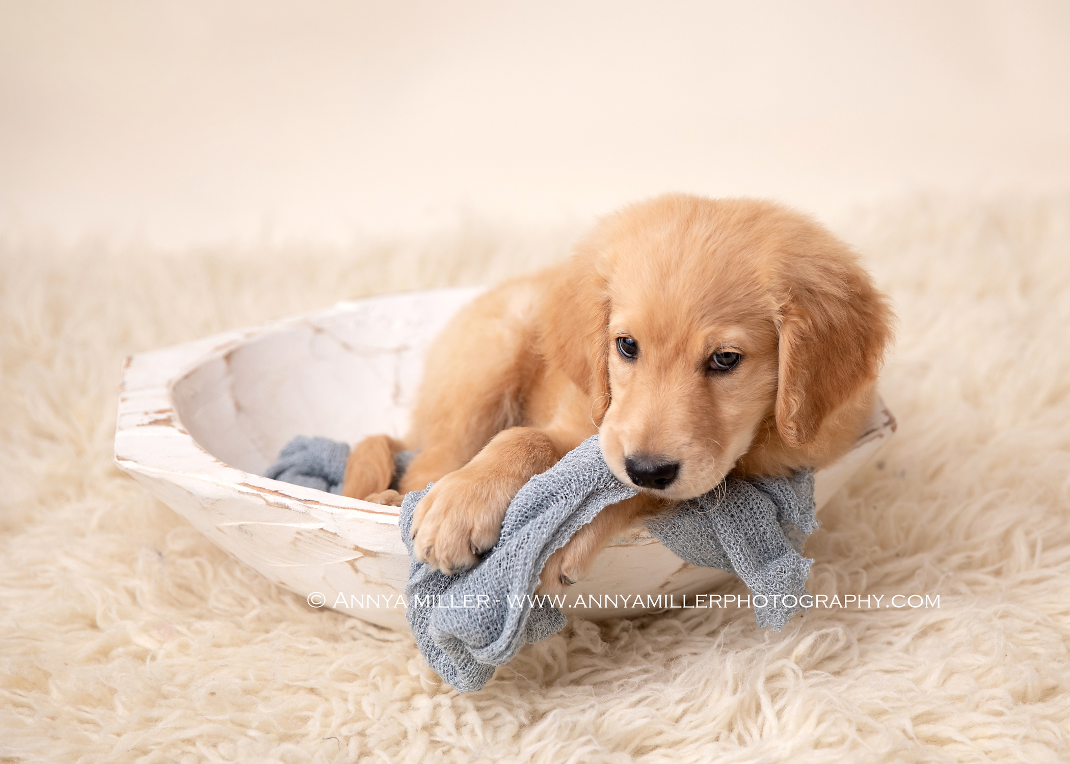 Portrait of goldendoodle puppy posing as a newborn by Pickering pet photographer Annya Miller